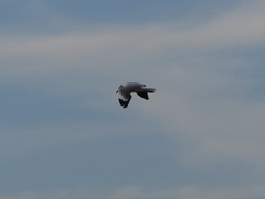 Chroicocephalus cirrocephalus