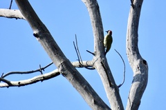 Picus viridis
