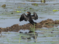 Microcarbo africanus