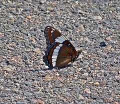 Limenitis arthemis arthemis