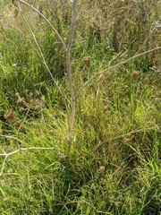 Chaerophyllum bulbosum