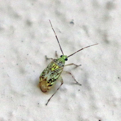 Taedia marmorata