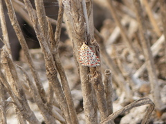 Utetheisa pulchella