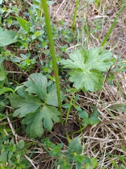 Ranunculus polyanthemos
