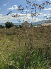 Chaerophyllum bulbosum