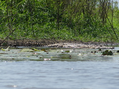 Crocodylus niloticus