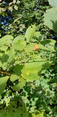 Thecla betulae