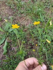 Ranunculus polyanthemos
