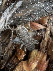 Velarifictorus micado