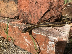 Thamnophis elegans terrestris