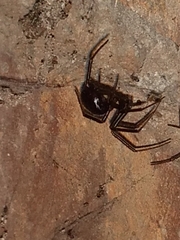 Theridiidae