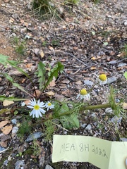 Tripleurospermum maritimum