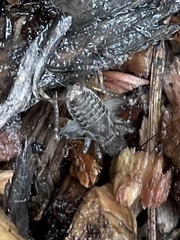 Velarifictorus micado