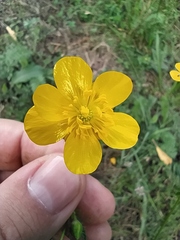 Ranunculus polyanthemos