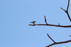 Amadina erythrocephala