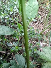 Ranunculus polyanthemos