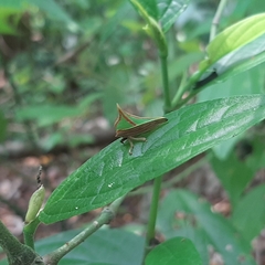 Umbonia