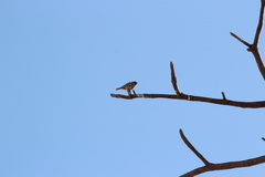 Amadina erythrocephala