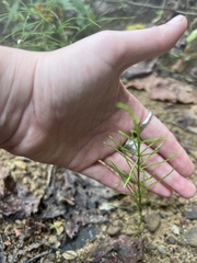 Equisetum arvense