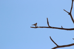Amadina erythrocephala