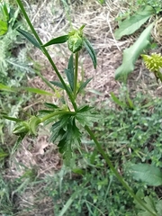 Ranunculus polyanthemos