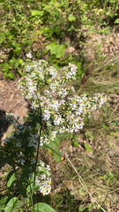 Symphyotrichum urophyllum