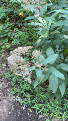Eutrochium purpureum