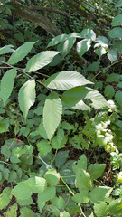 Ulmus rubra