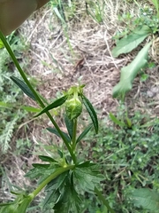 Ranunculus polyanthemos