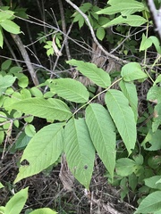 Fraxinus nigra image