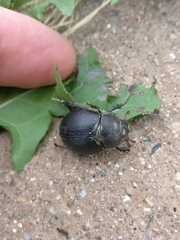 Phyllophaga lanceolata
