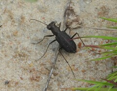 Cicindela punctulata