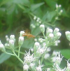 Formica pallidefulva