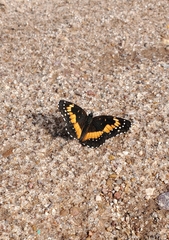 Chlosyne lacinia adjutrix