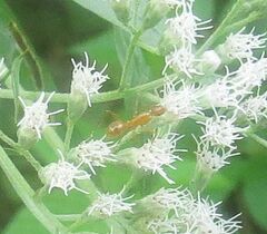 Formica pallidefulva