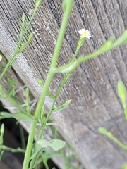 Symphyotrichum subulatum