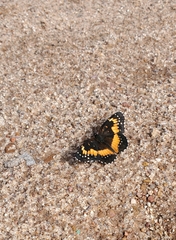 Chlosyne lacinia adjutrix