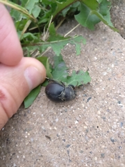 Phyllophaga lanceolata