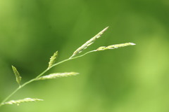 Eriochloa punctata
