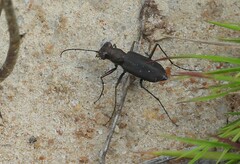 Cicindela punctulata