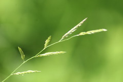Eriochloa punctata