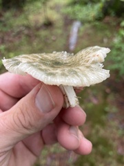 Russula parvovirescens