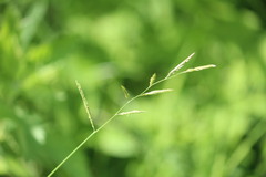 Eriochloa punctata