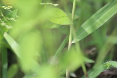 Eriochloa punctata