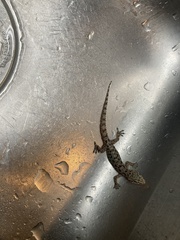 Hemidactylus parvimaculatus