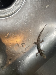 Hemidactylus parvimaculatus