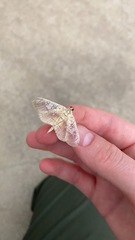 Pantographa limata