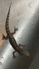 Hemidactylus parvimaculatus