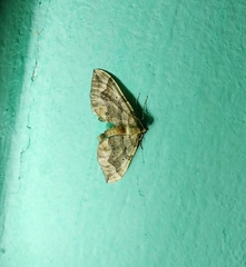 Pelurga comitata