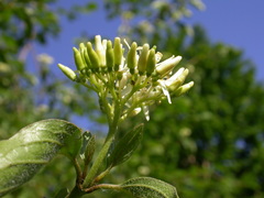 Cornus sanguinea